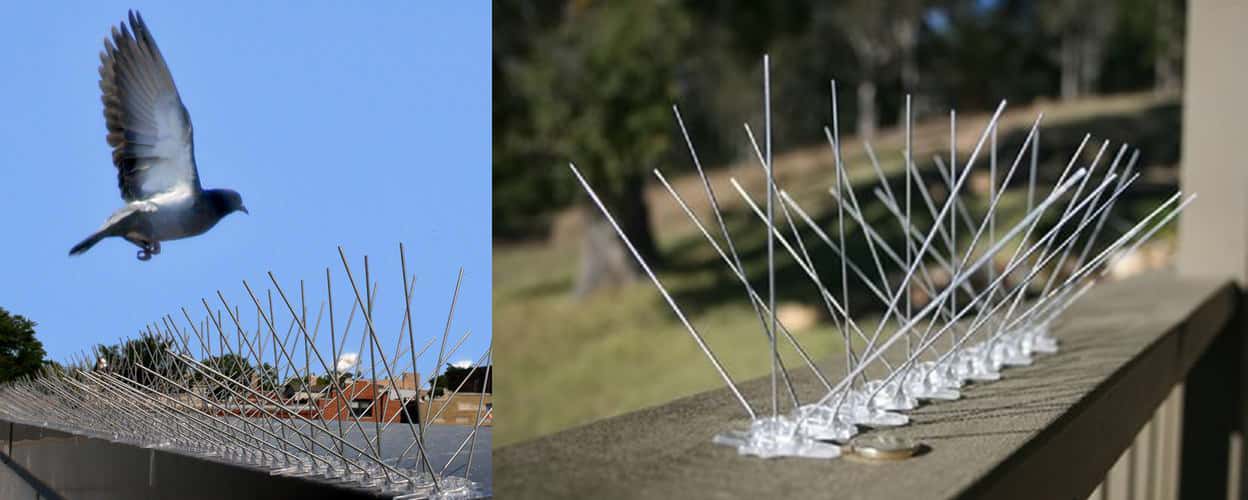 Bird Spikes In  Bangalore